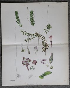 Antique Print, Elodia Canadensis, Water-Thyme, 1890