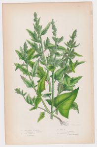 Antique Print, Fig Leaved Goosefoot, 1860