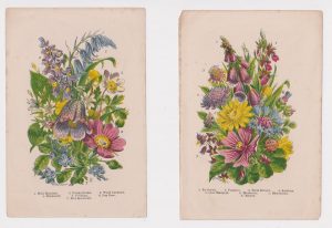 Antique Print, Lot of 2 botanic print, 1870