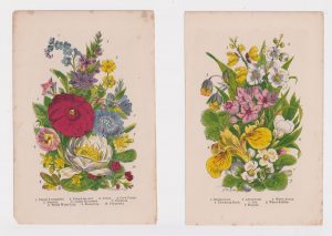 Lot of 2 antique botanic print, 1870