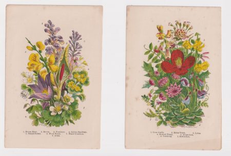 Lot of 2 botanical antique prints, 1870