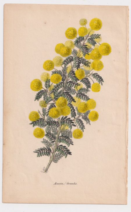 Antique Print, Acacia Grandis, 1850