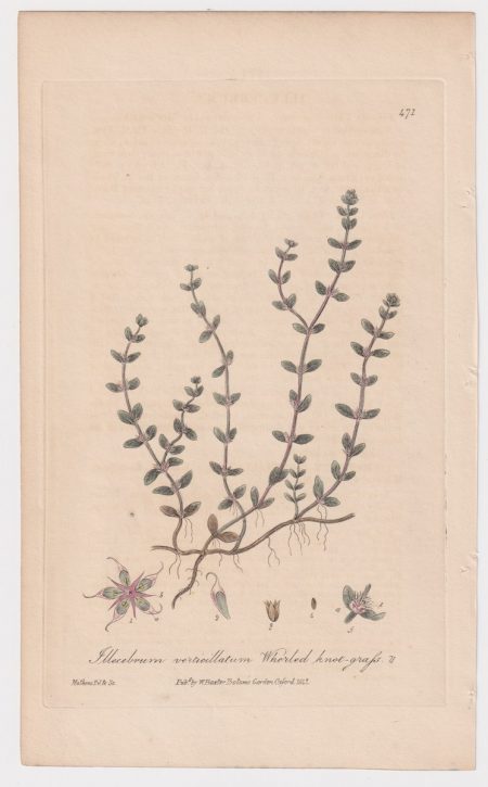 Antique Engraving print, Illecebrum verticillatum, 1842