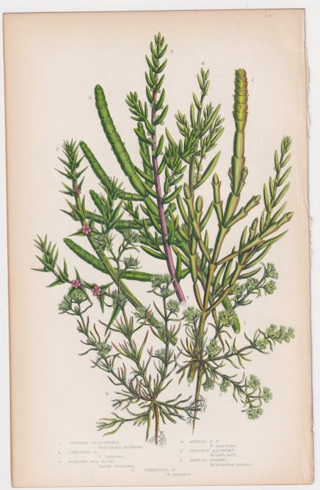 Antique Print, Jointed Glasswort, 1860