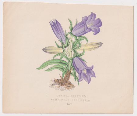 Antique Print, Lewisia Rediviva, 1870