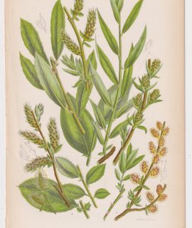 Antique Print, Little Tree Willow, 1860