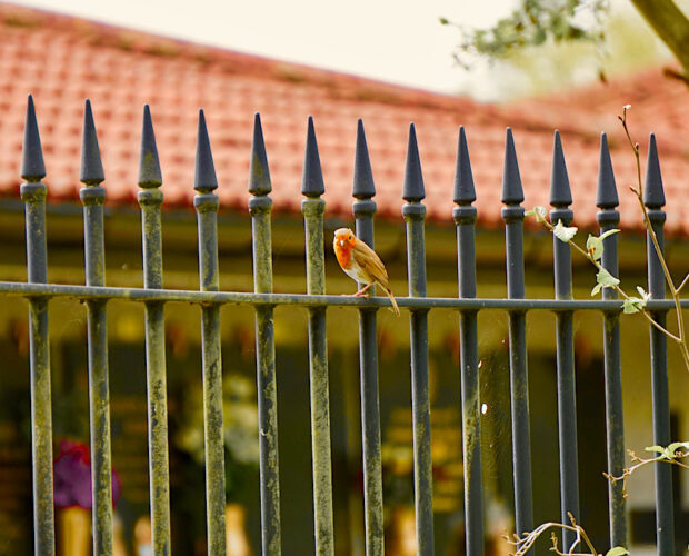 Melliflua ignoranza social, Invernizio
