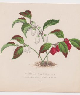 Antique Print, Primula Glaucescent, 1870