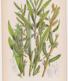 Antique Print, Purple Willow, 1860