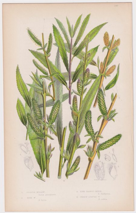 Antique Print, Purple Willow, 1860