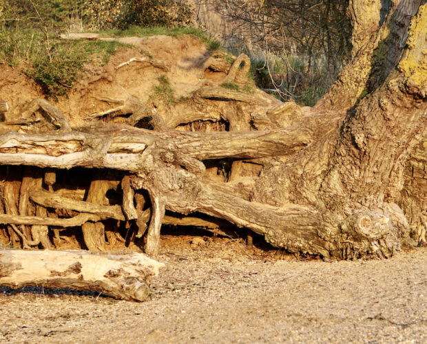 Il latino deriva dal sardo?