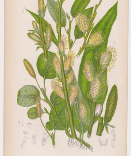 Antique Print, Reticulated Willow, 1860