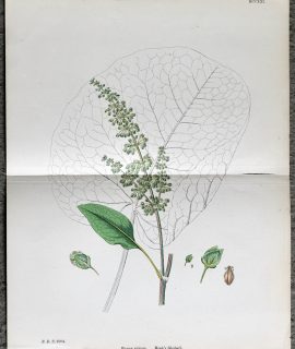 Antique Print, Rumex Alpinus, Monk's Rhubarb, 1890