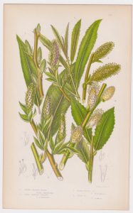 Antique Print, Silky Leaved Osier, 1860
