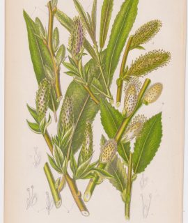 Antique Print, Silky Leaved Osier, 1860