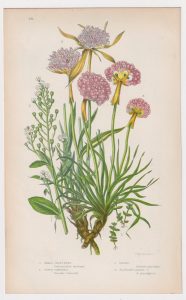 Antique Print, Small Chaffweed, 1860