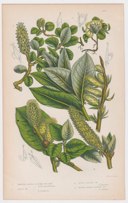 Antique Print, Smooth Leaved Alpine Willow, 1860