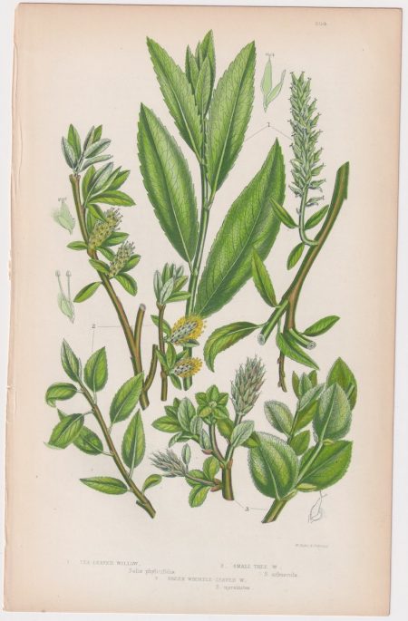 Antique Print, Tea Leaved Willow, 1860