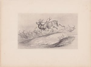 Antique Print, Hunting, 1870