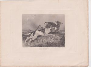 Antique Engraving Print, Deer Hunting, 1843