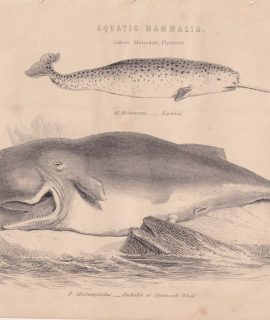 Antique Print, Aquatic Mammalia, 1870