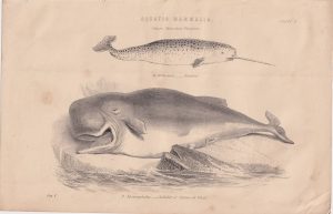 Antique Print, Aquatic Mammalia, 1870