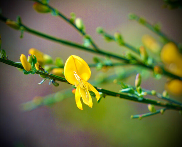 Pirandello, nessuna arte fascista