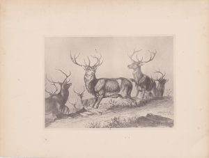 Antique Print, Deer, 1884