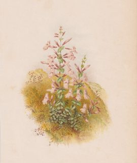 Antique Print, Micromeria Piperella, 1881