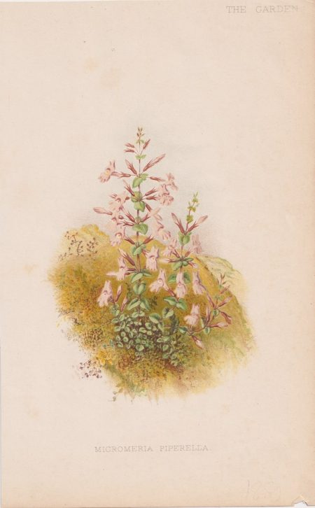 Antique Print, Micromeria Piperella, 1881