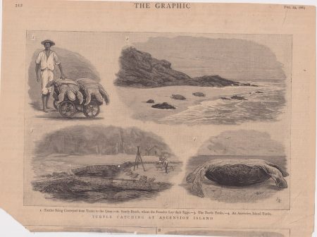 Antique Print, Turtle Catching at Ascension Island, 1883