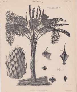 Antique Print, Botany, Cycas circinalis, 1872