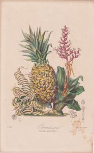 Antique Print, Bromeliacea, The Pine-apple, 1880