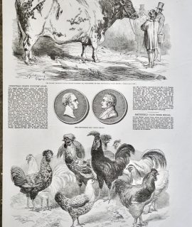 Antique Print, Ox, Poultry, 1853