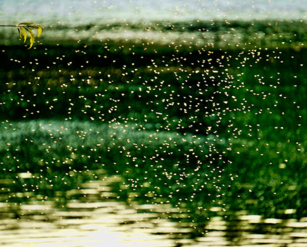 Decamerone di Busi, traduzione scempio