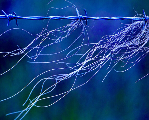 Moquette, fiori finti, globalizzazione