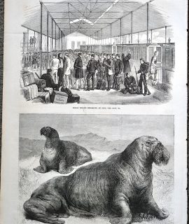 Antique Print, Walruses; Indian Reliefs, 1867
