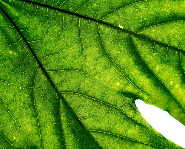 Lettera: Caro Congiuntivo Italiano