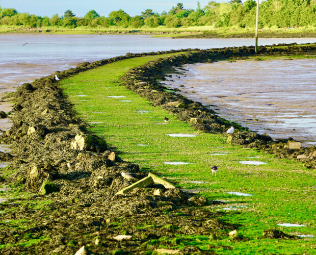 Deledda, gastronomia, campanilismo, orrore