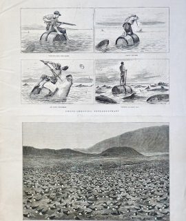 Antique print, Shark-Shooting Extraordinary; Wideawakes at Ascension Island, 1882