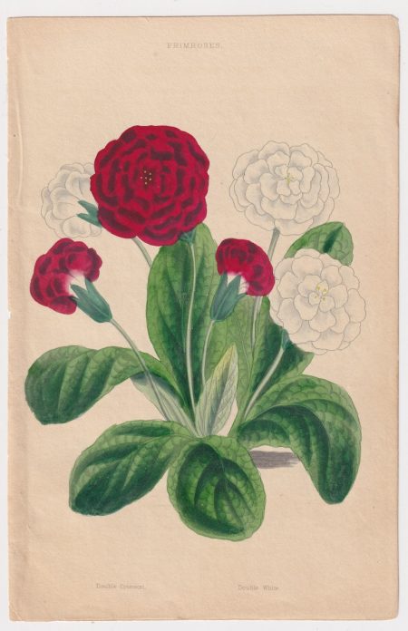 Antique Print, Primroses, 1870 ca.