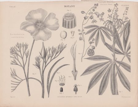Antique Print, Janipha Manihot, Cassava plant, 1889