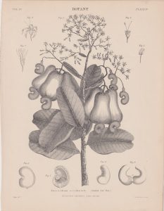 Antique Print, Anacardium occidentale, Cashew nut Tree, 1889