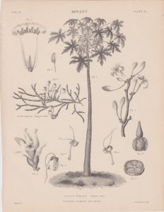 Antique Print, Carica Papaya, 1889
