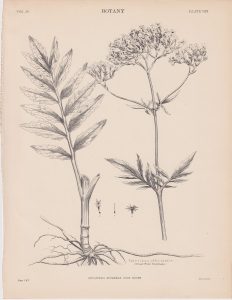 Antique Print, Valeriana officinalis, 1889
