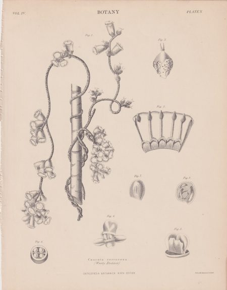 Antique Print, Cuscuta verrucosa, 1889