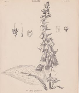 Antique Print, Digitalis purpurea, 1889