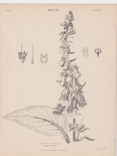 Antique Print, Digitalis purpurea, 1889