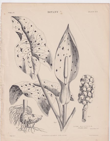 Antique Print, Arum maculatum, 1889