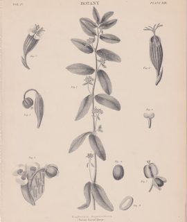 Antique Print, Euphorbia hypericifolia, 1889